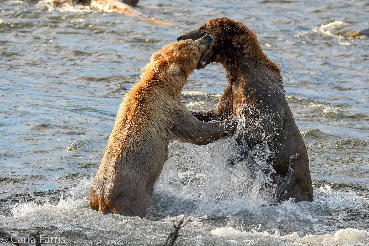 Grazer (128) Attacks Approaching bear