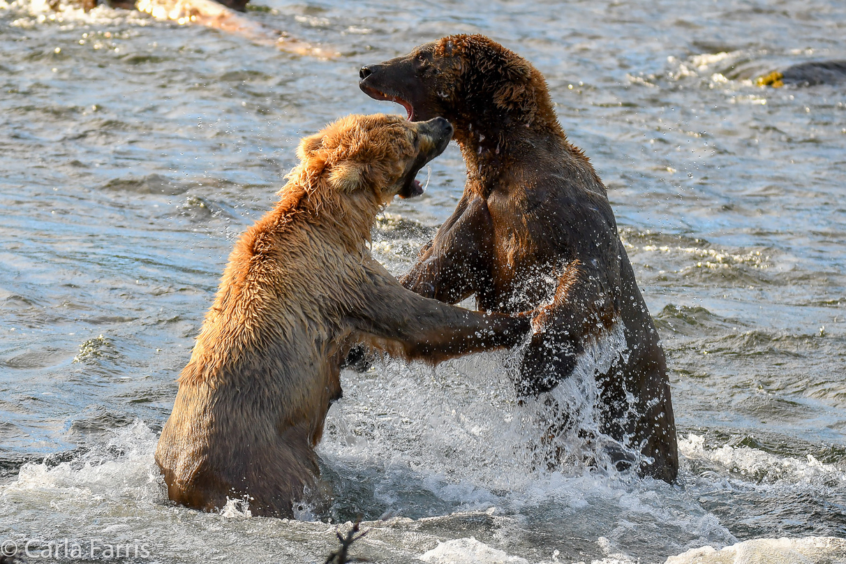 Grazer (128) Attacks Approaching bear