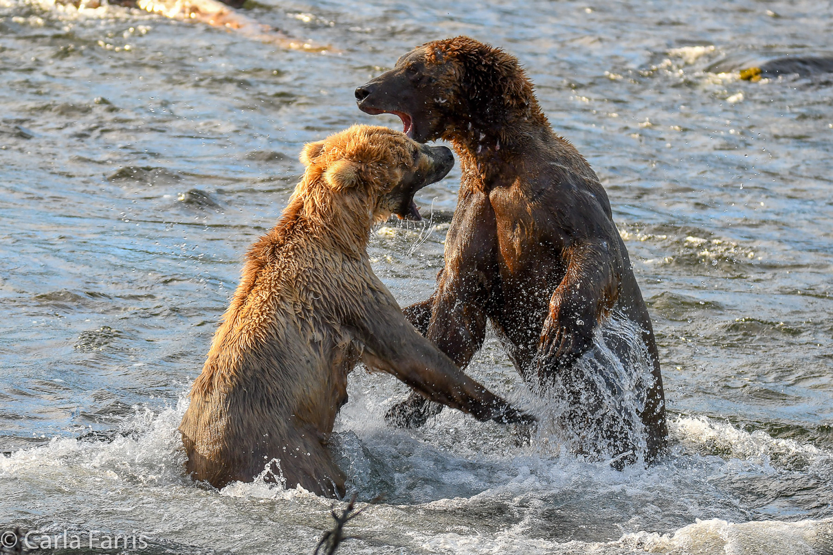 Grazer (128) Attacks Approaching bear