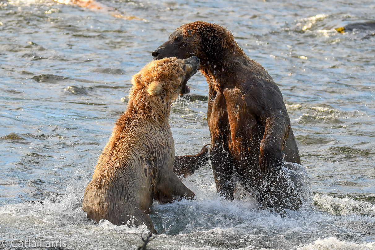 Grazer (128) Attacks Approaching bear