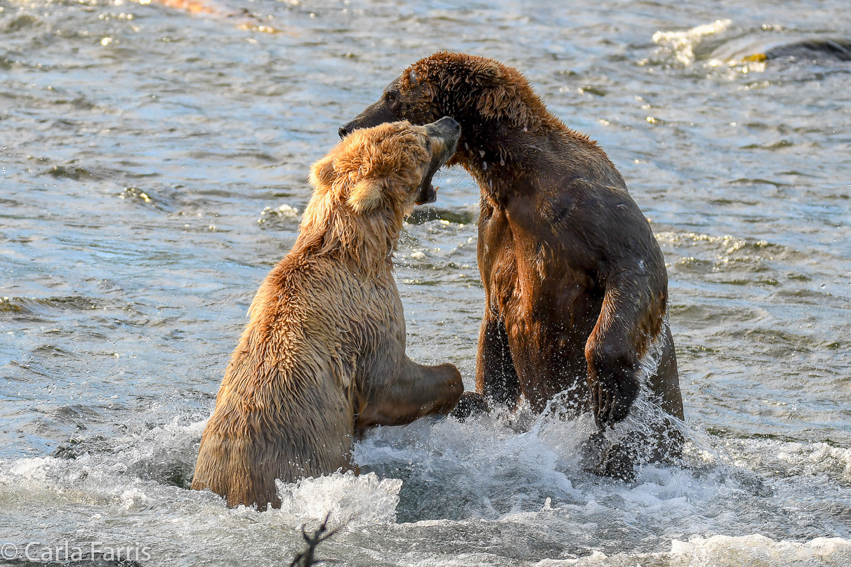 Grazer (128) Attacks Approaching bear