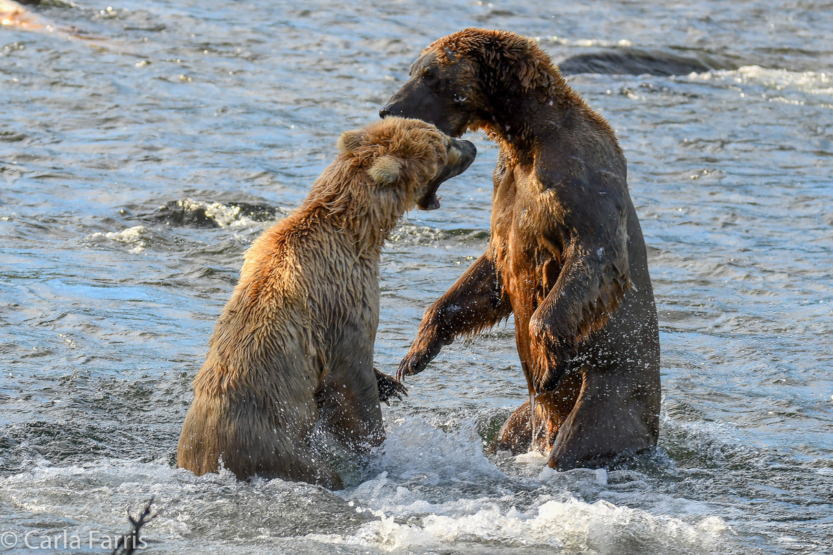 Grazer (128) Attacks Approaching bear