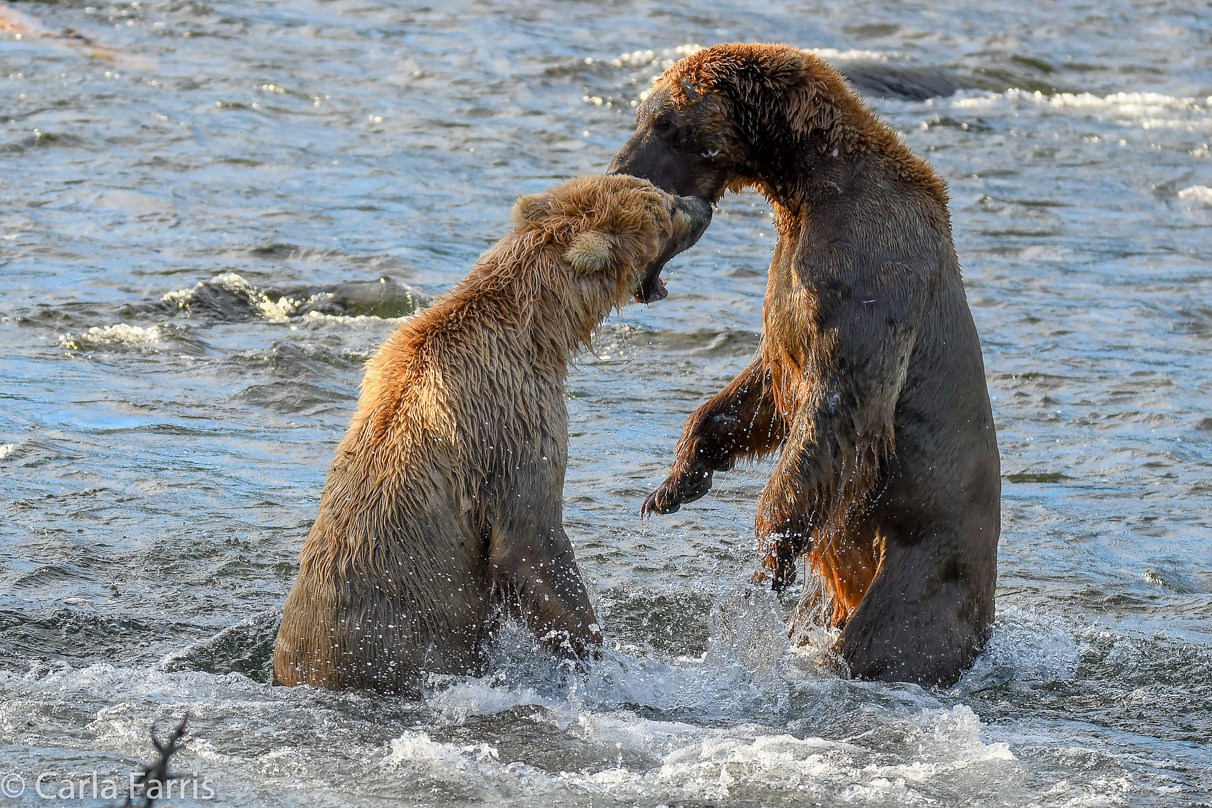 Grazer (128) Attacks Approaching bear