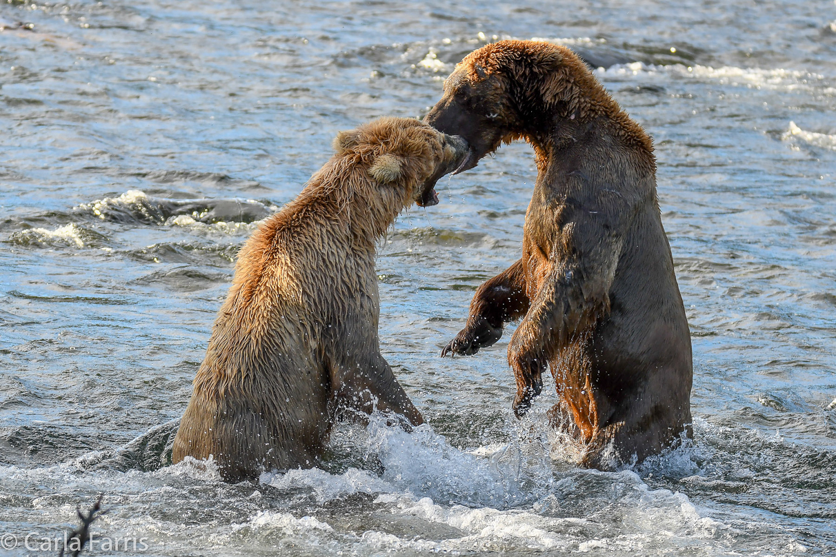 Grazer (128) Attacks Approaching bear