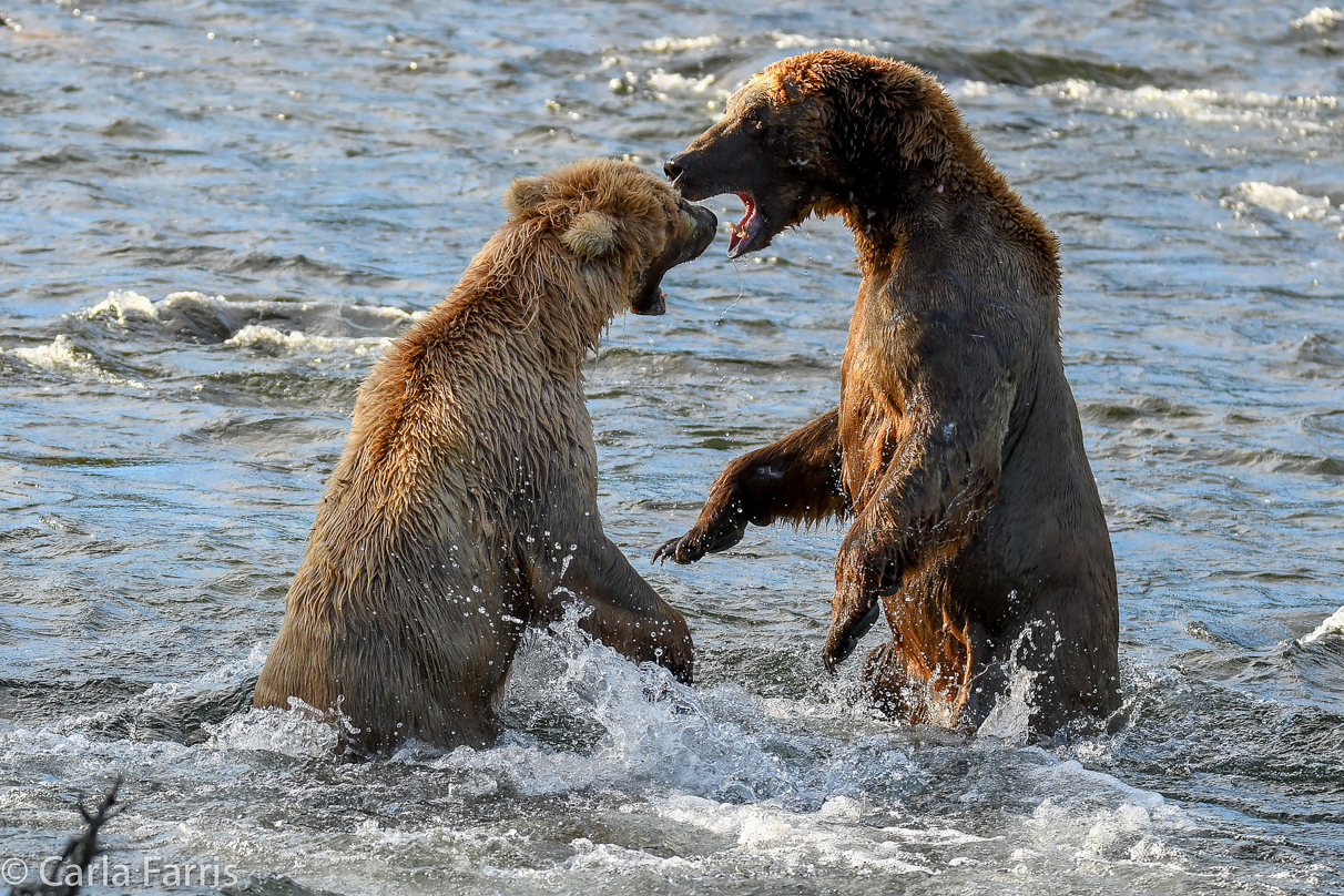 Grazer (128) Attacks Approaching bear