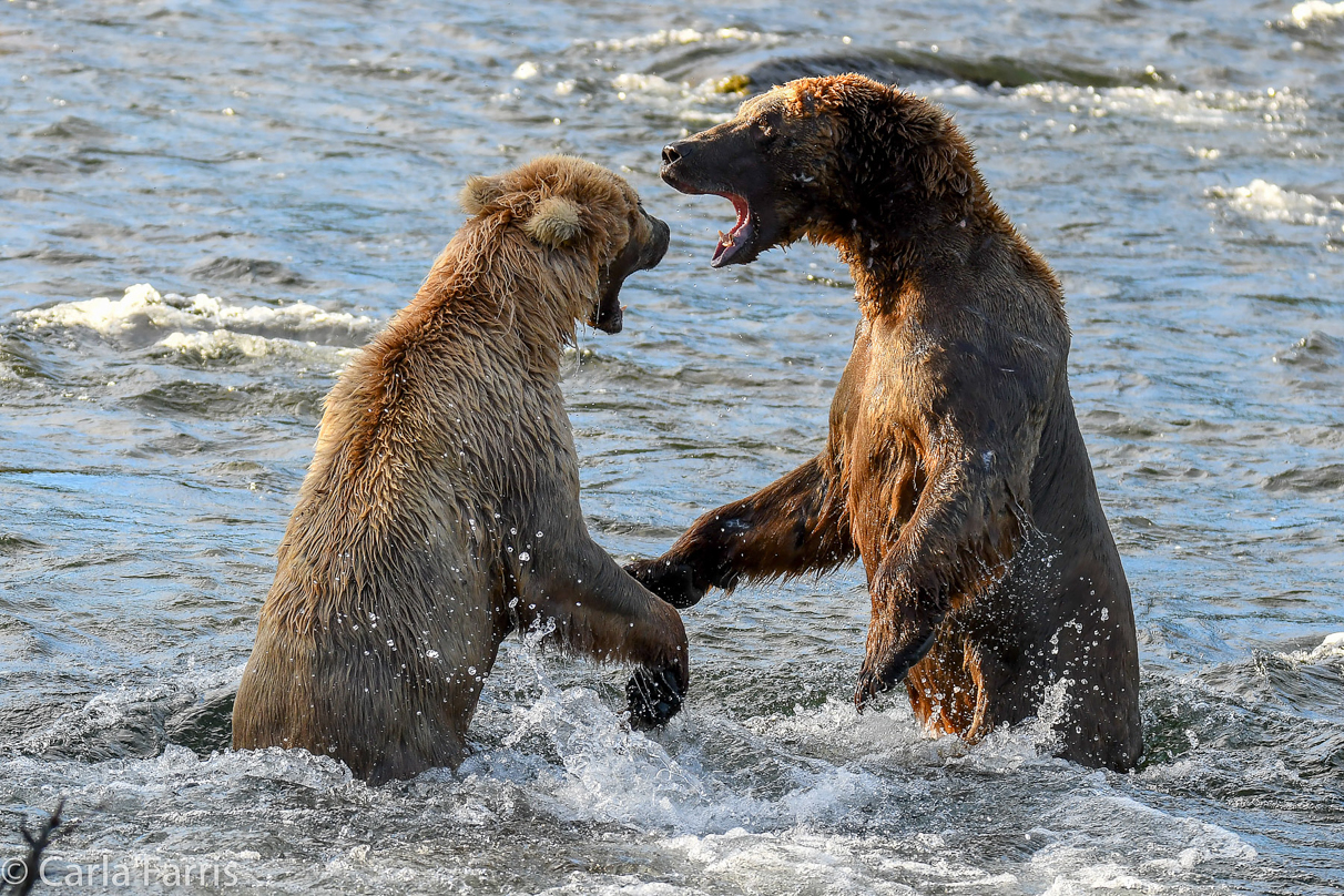 Grazer (128) Attacks Approaching bear