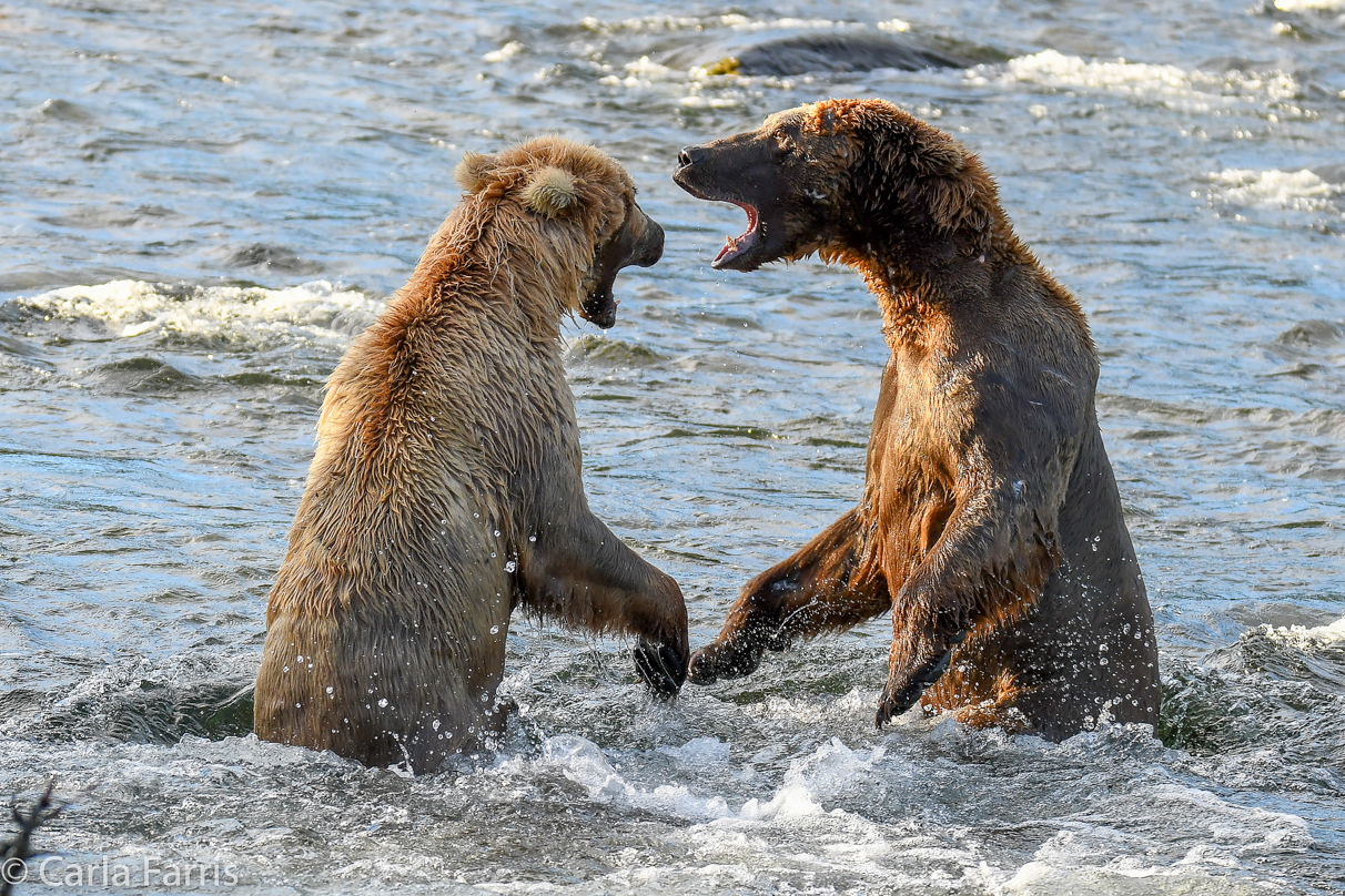 Grazer (128) Attacks Approaching bear