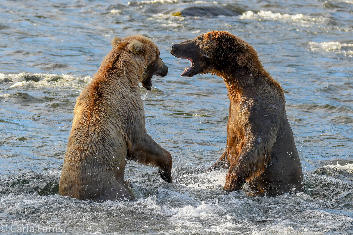 Grazer (128) Attacks Approaching bear