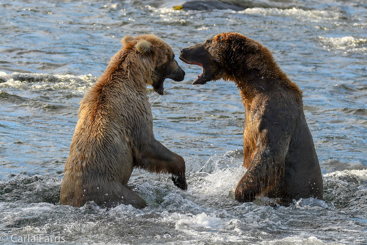 Grazer (128) Attacks Approaching bear