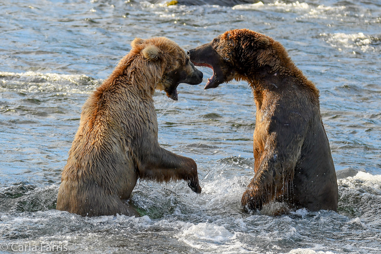 Grazer (128) Attacks Approaching bear