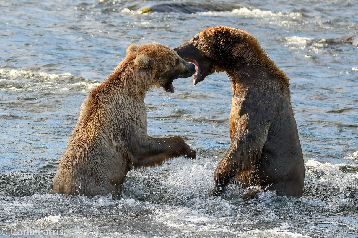 Grazer (128) Attacks Approaching bear