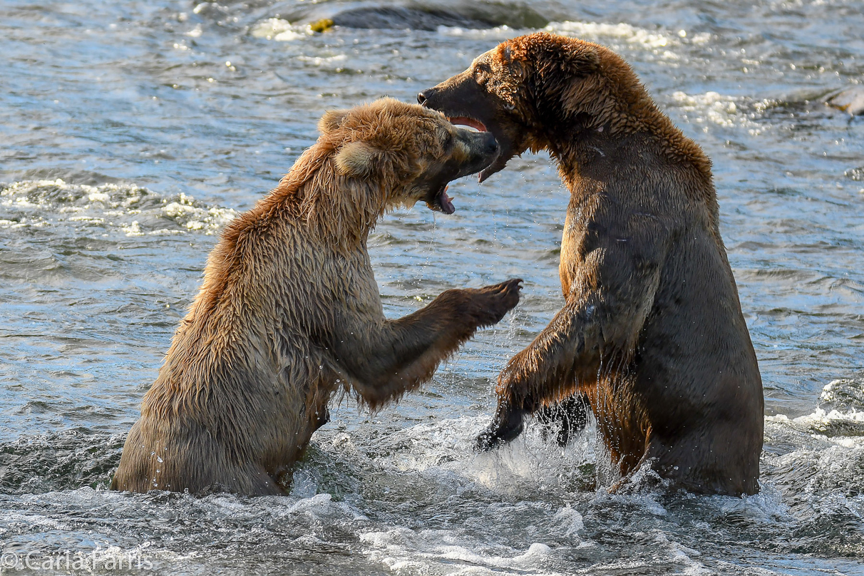 Grazer (128) Attacks Approaching bear