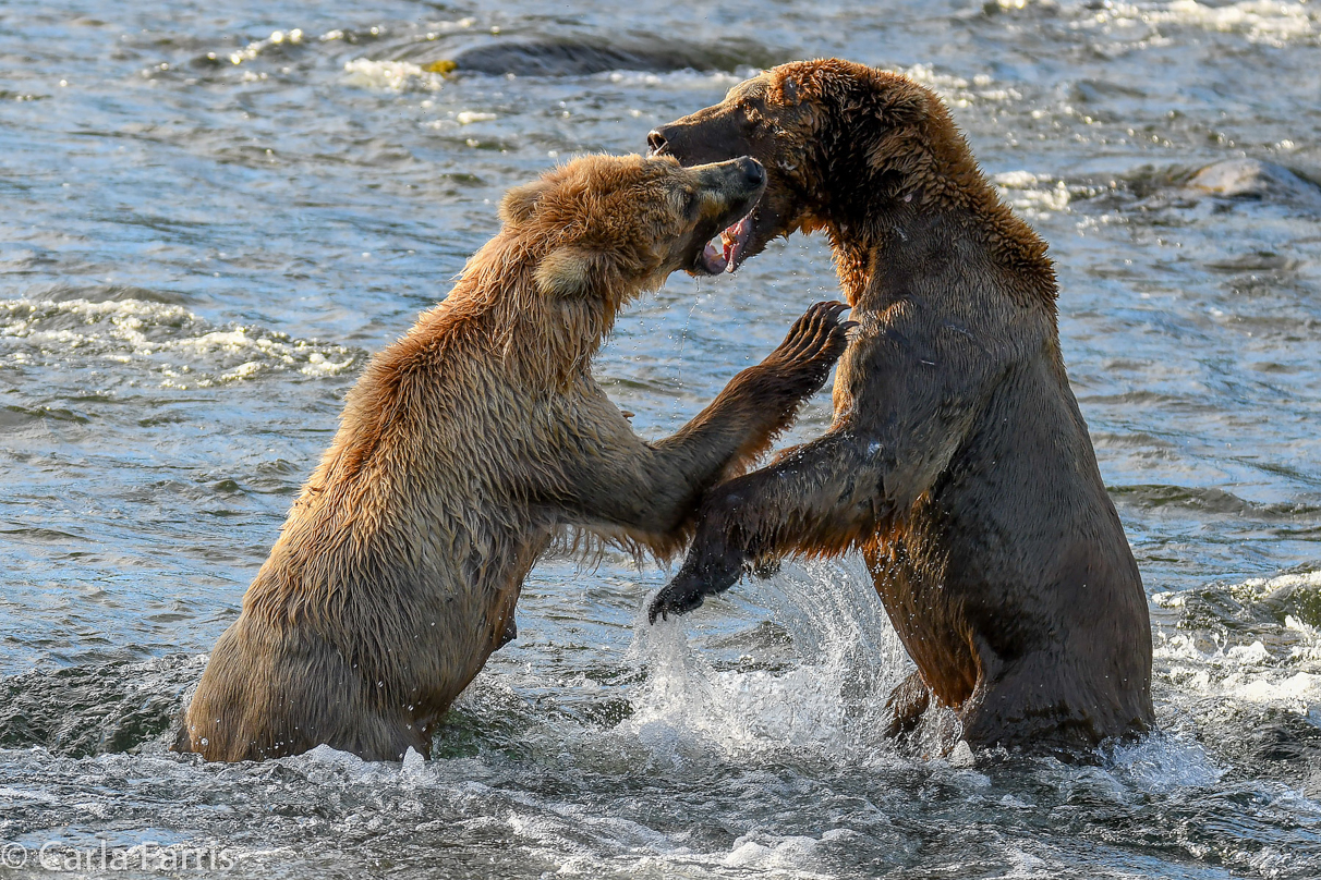 Grazer (128) Attacks Approaching bear