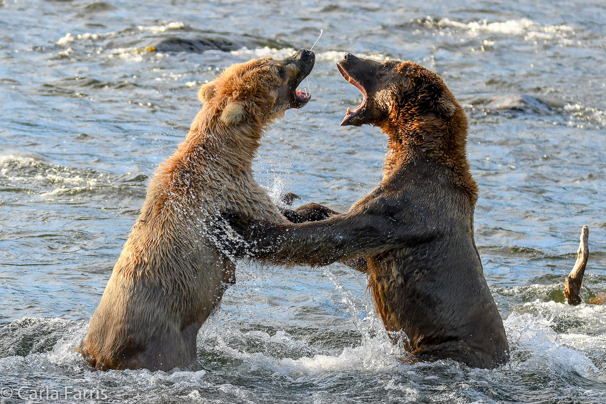 Grazer (128) Attacks Approaching bear