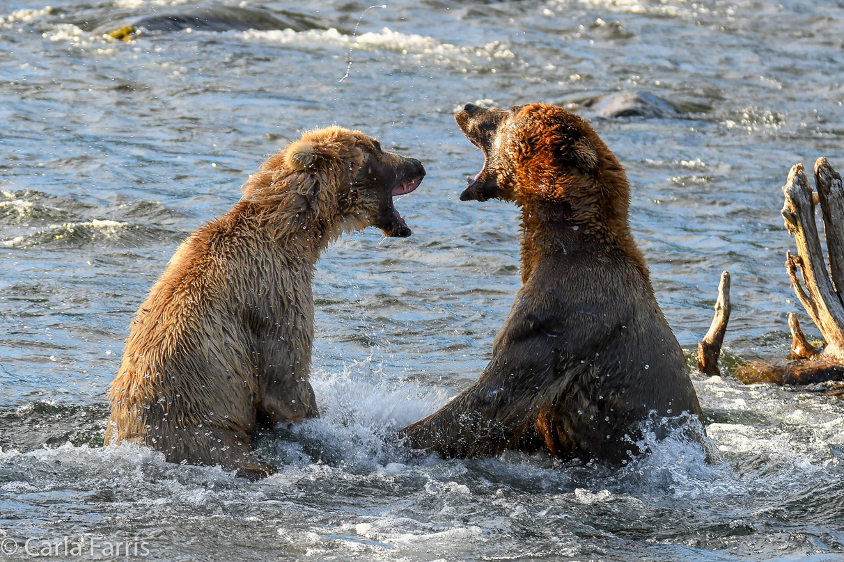 Grazer (128) Attacks Approaching bear