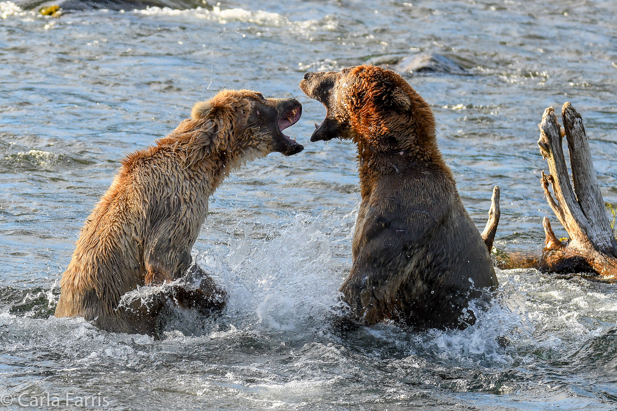 Grazer (128) Attacks Approaching bear