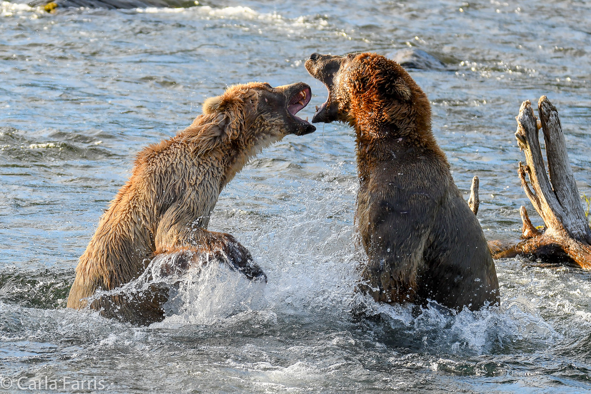 Grazer (128) Attacks Approaching bear