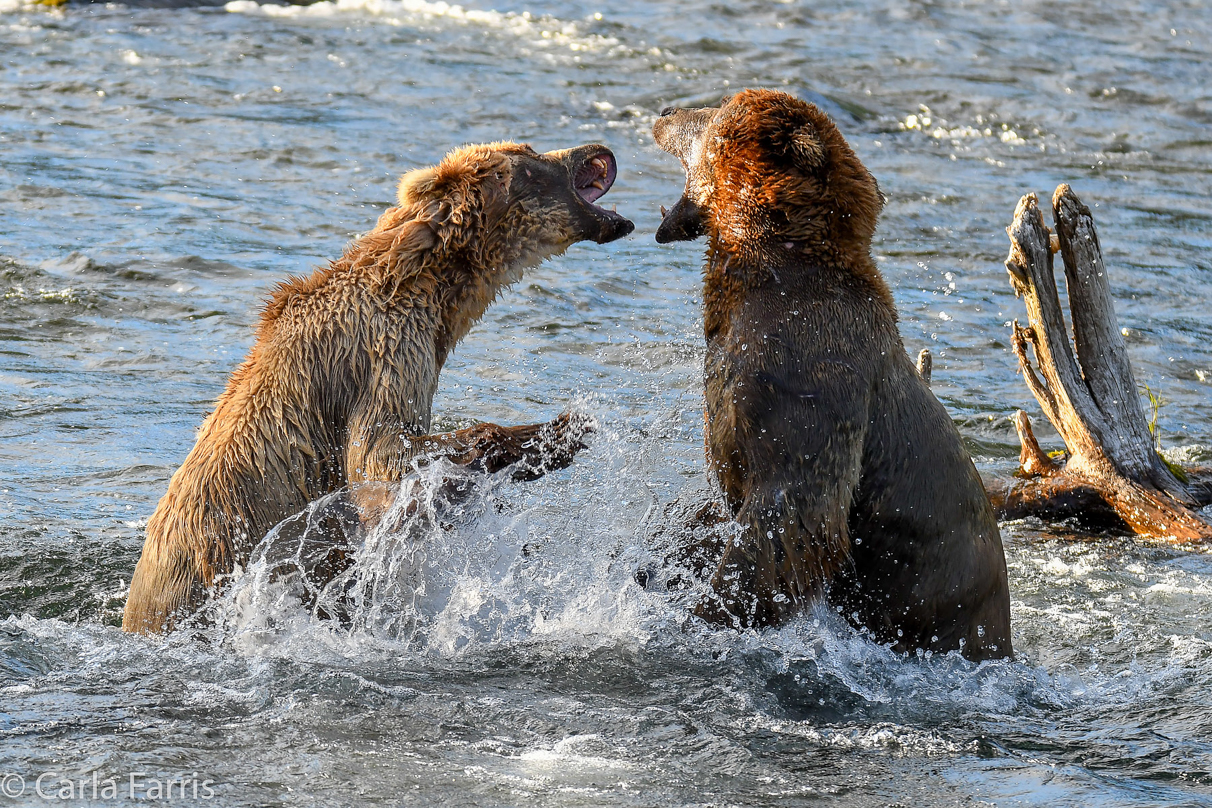 Grazer (128) Attacks Approaching bear