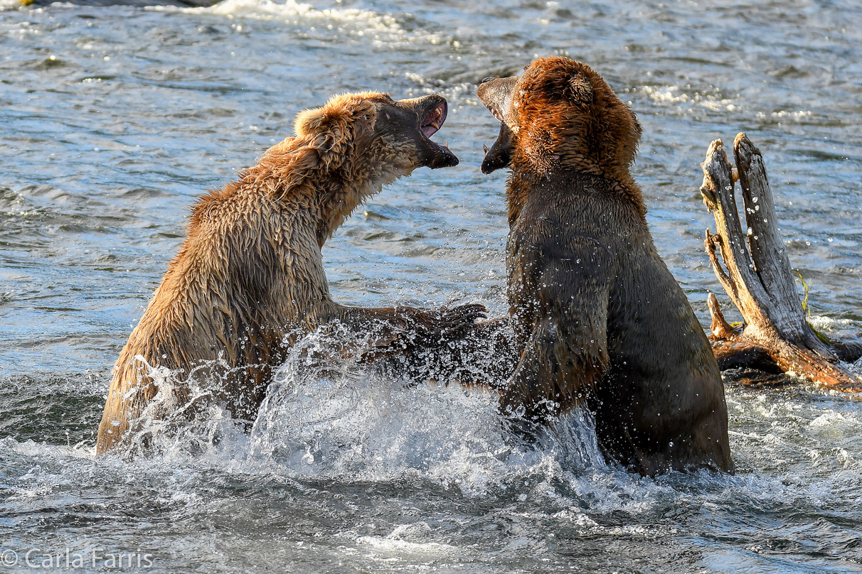 Grazer (128) Attacks Approaching bear