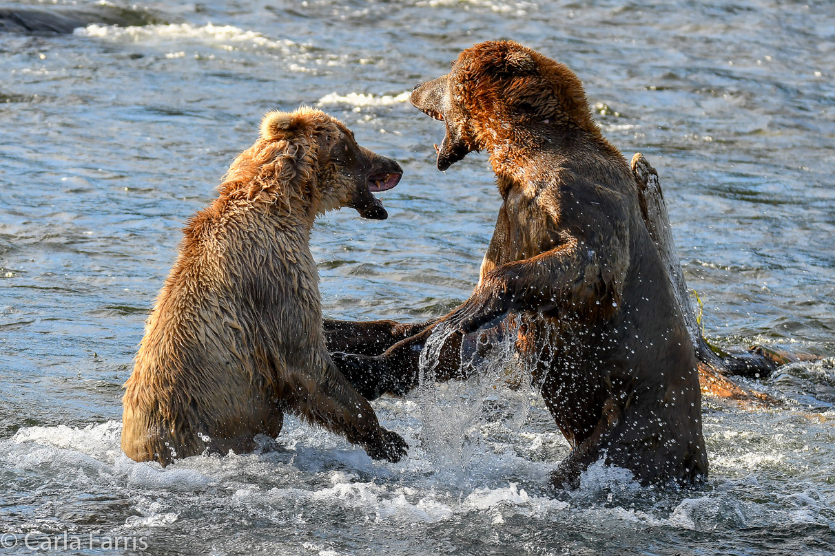 Grazer (128) Attacks Approaching bear