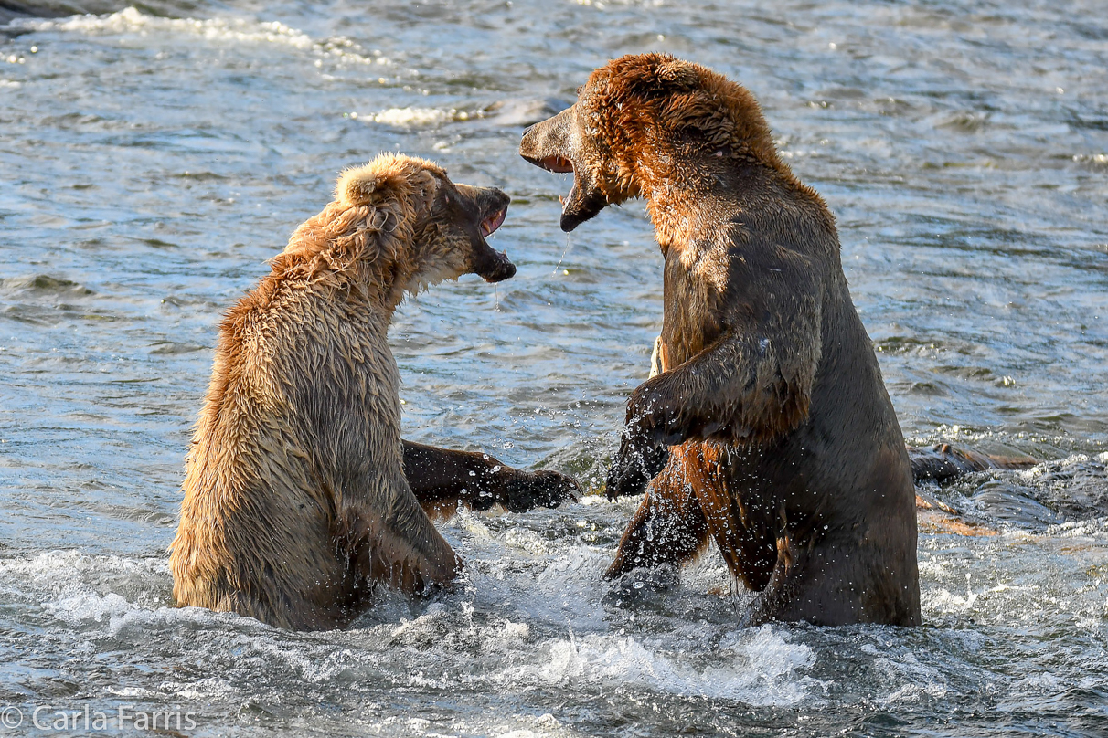 Grazer (128) Attacks Approaching bear