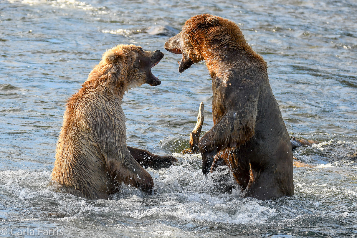 Grazer (128) Attacks Approaching bear