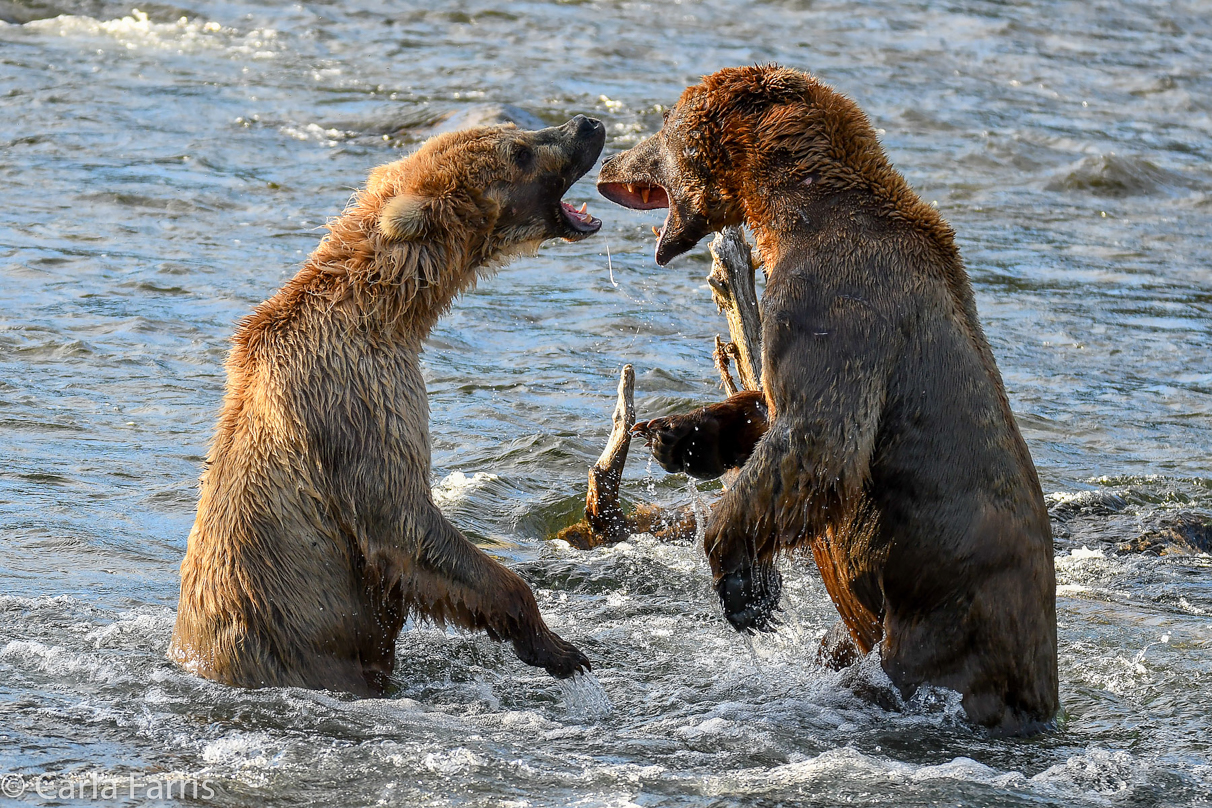 Grazer (128) Attacks Approaching bear