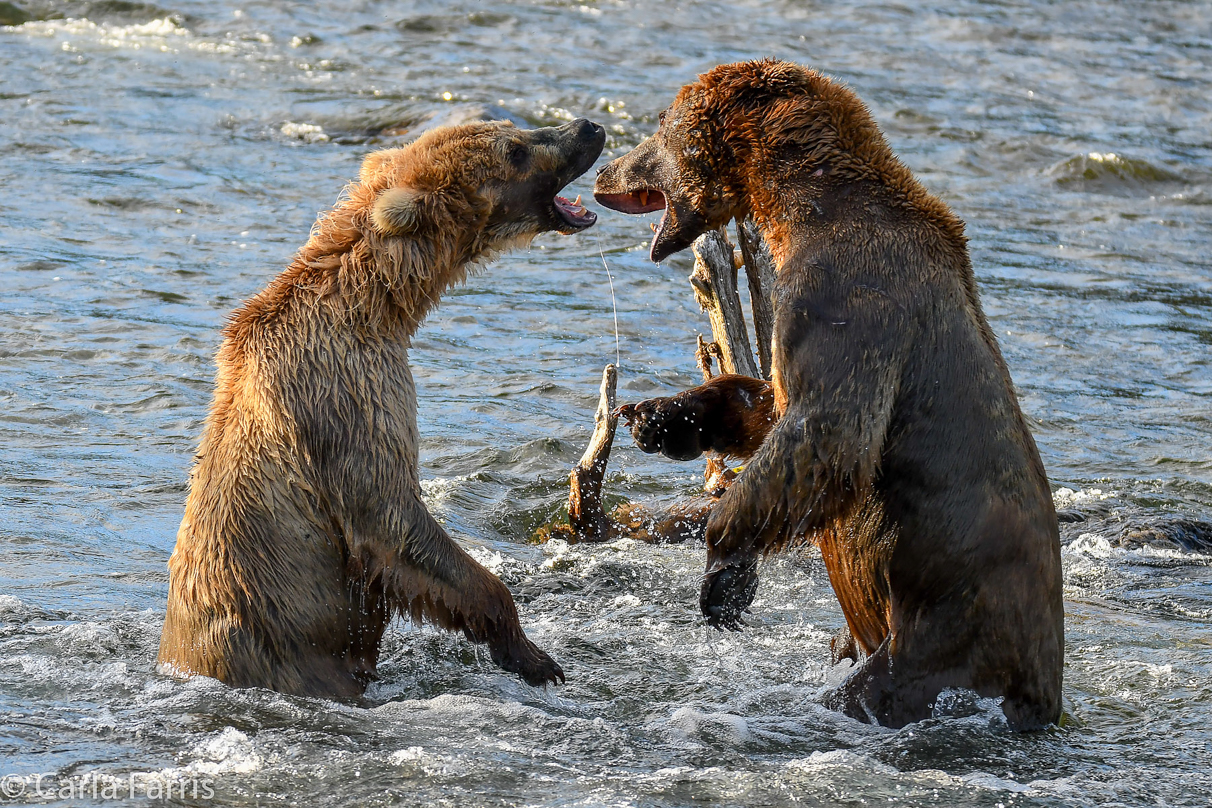 Grazer (128) Attacks Approaching bear