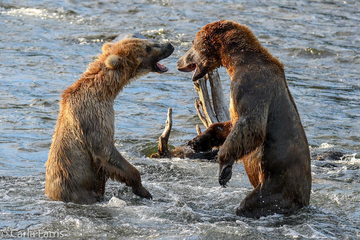 Grazer (128) Attacks Approaching bear