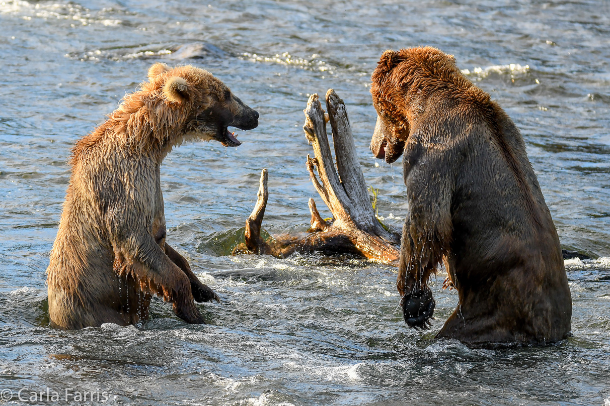 Grazer (128) Attacks Approaching bear