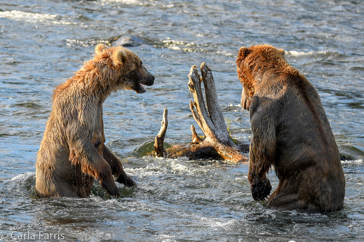 Grazer (128) Attacks Approaching bear