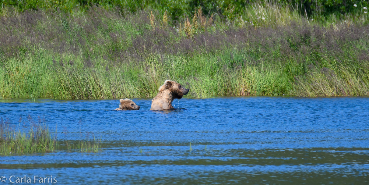 273 & The cub (aka Velcro)