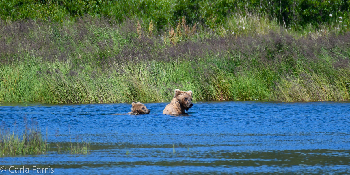 273 & The cub (aka Velcro)