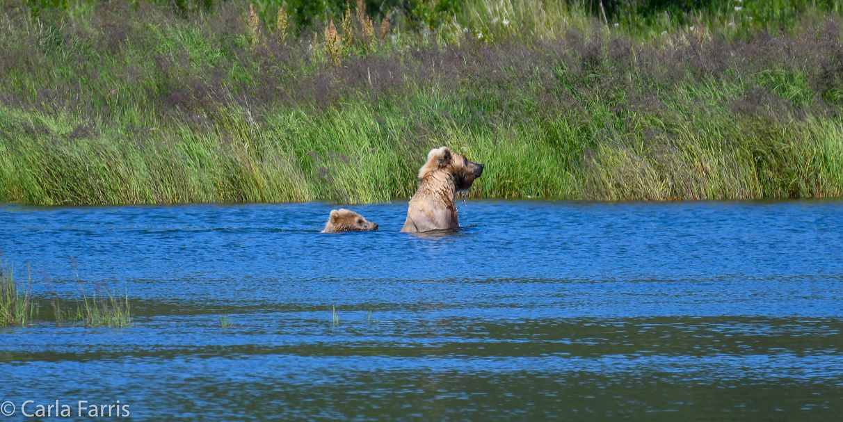 273 & The cub (aka Velcro)