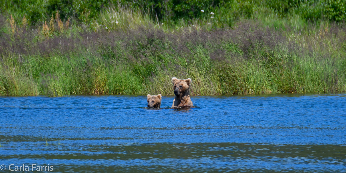 273 & The cub (aka Velcro)