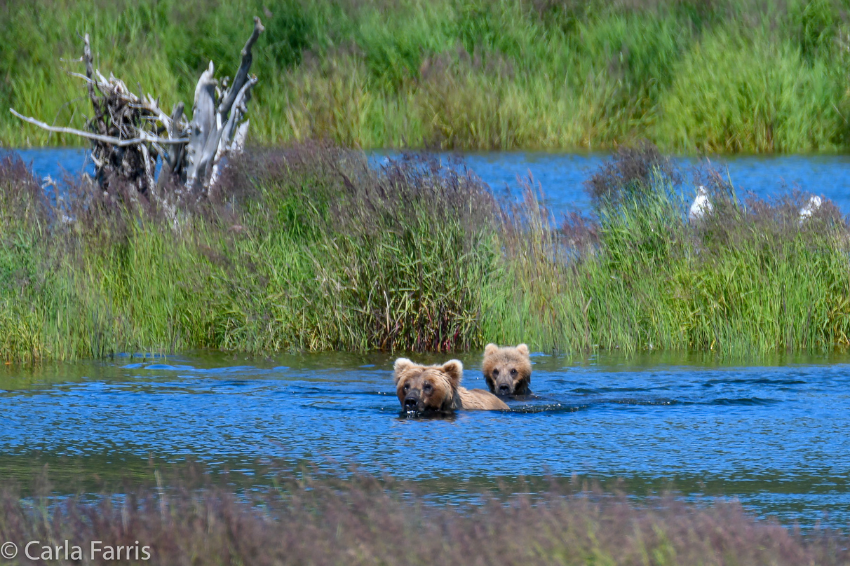 273 & The cub (aka Velcro)