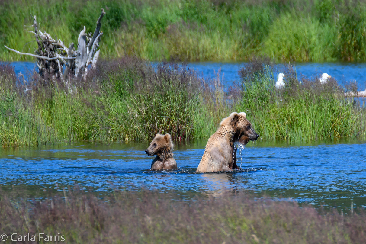 273 & The cub (aka Velcro)