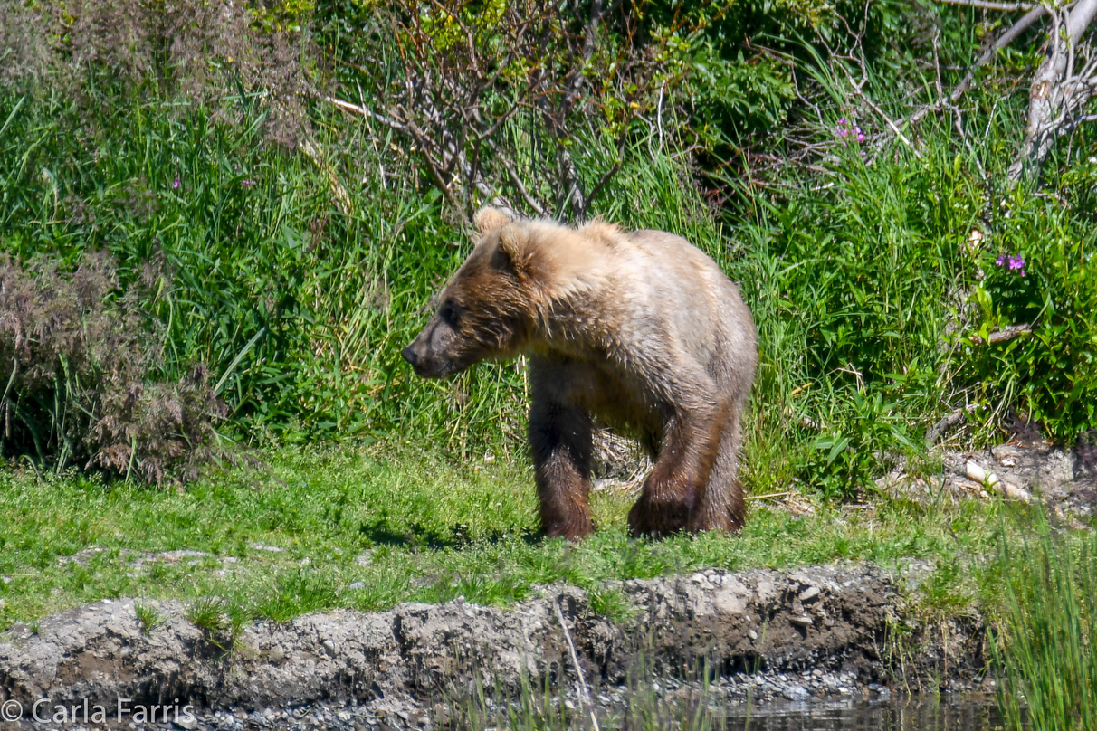 273 & Cub (aka Velcro)