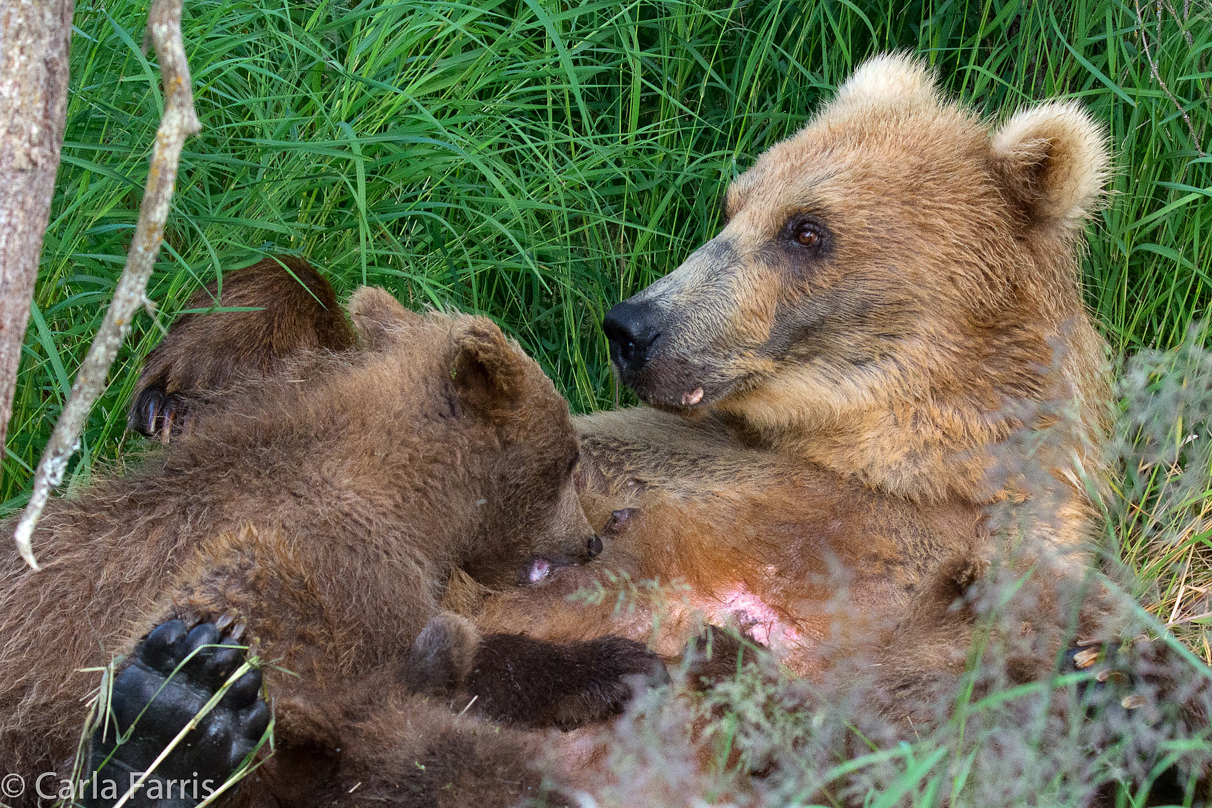 Grazer (128) & cubs