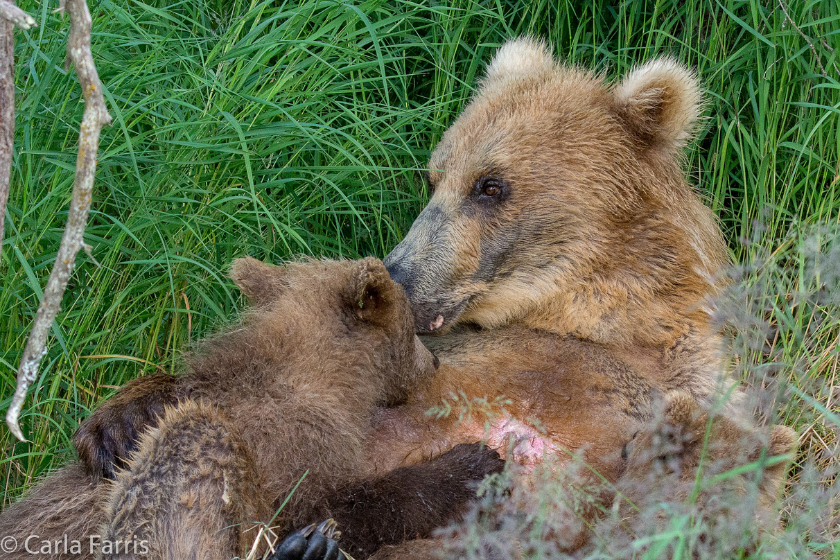 Grazer (128) & cubs