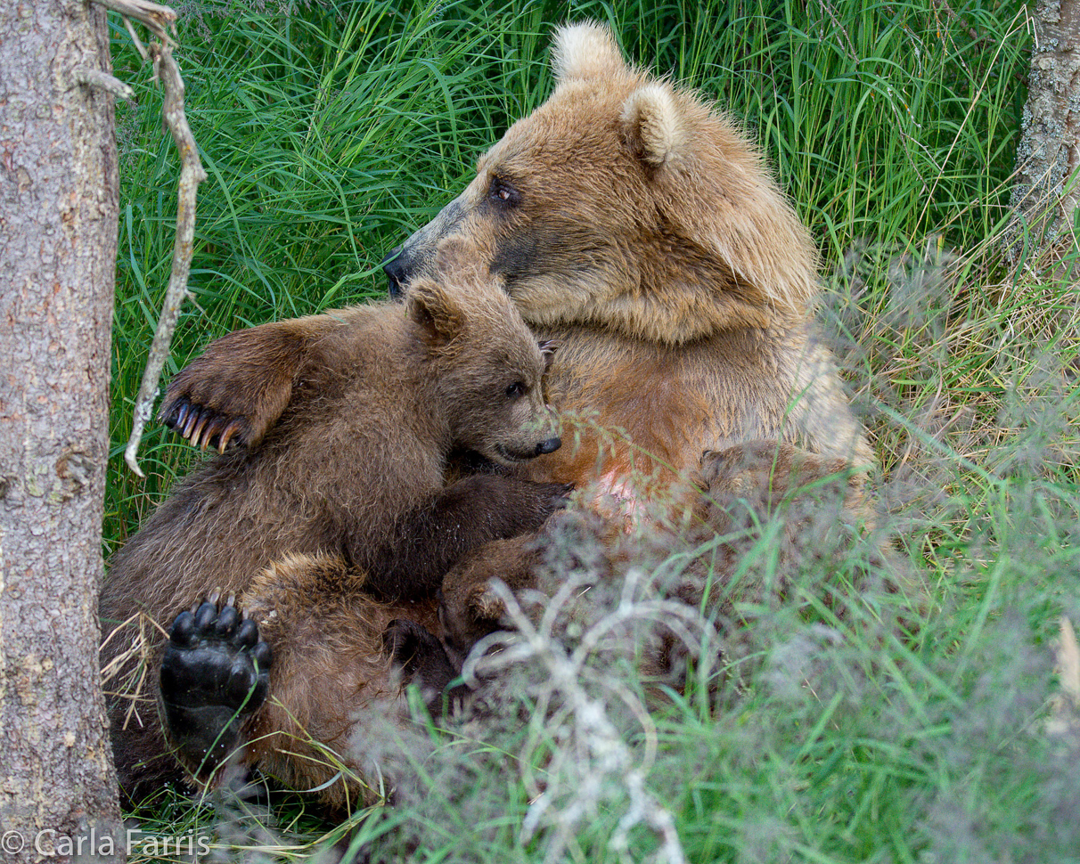 Grazer (128) & cubs