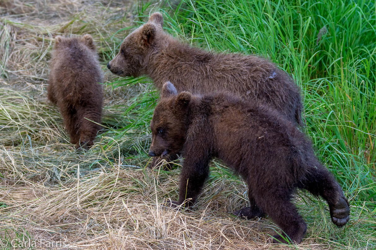 Grazer (128) cub(s)