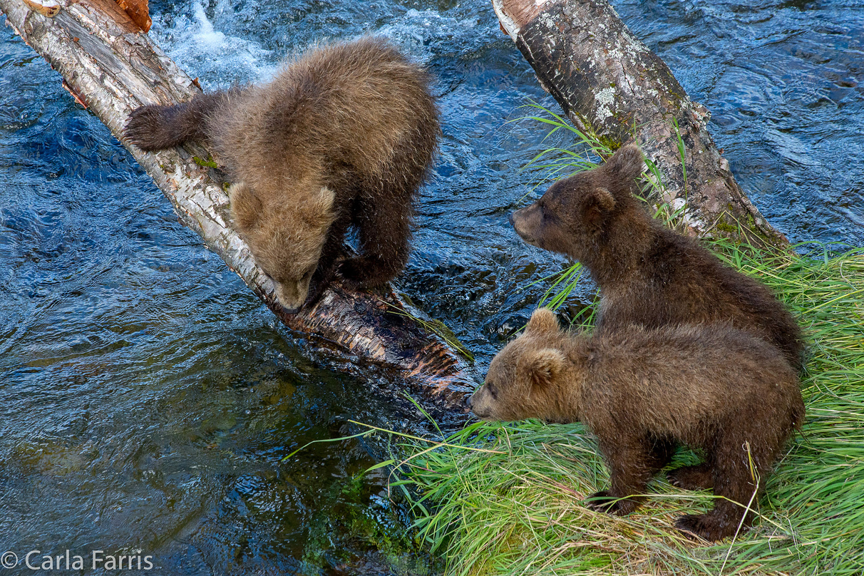 Grazer (128) cub(s)