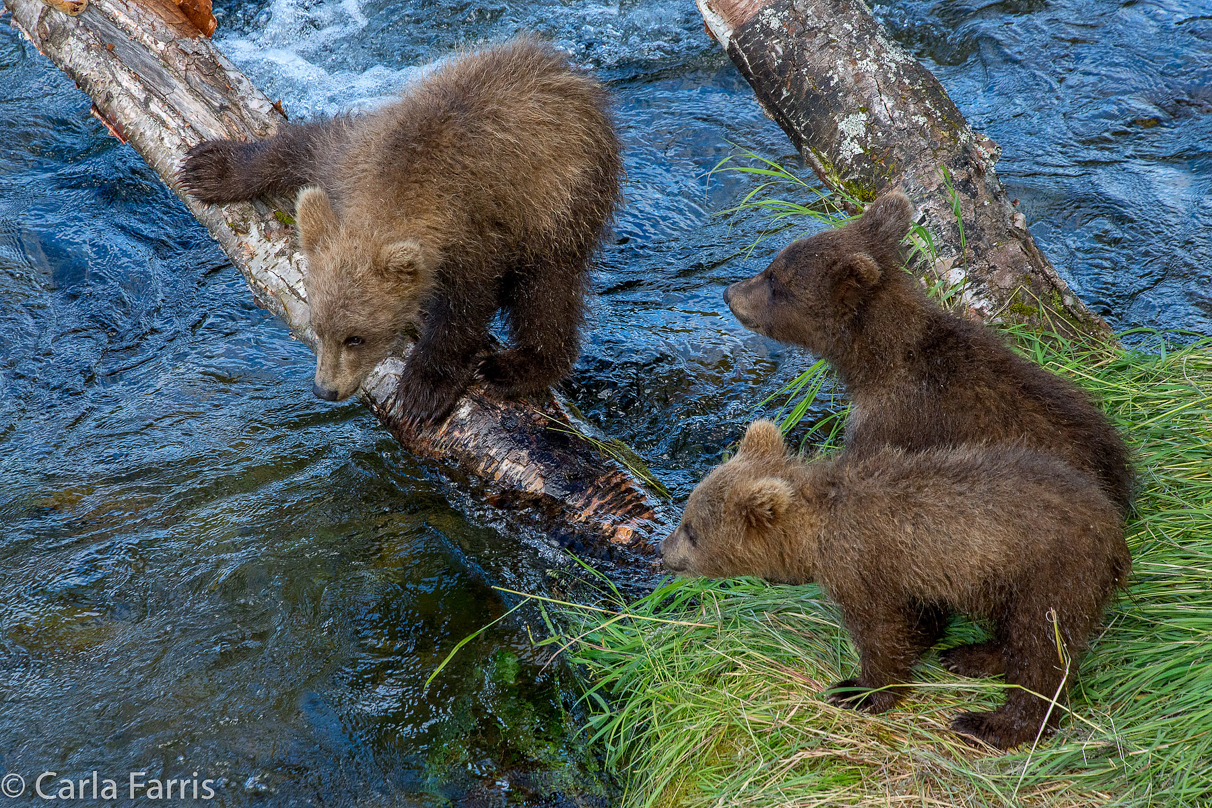 Grazer (128) cub(s)