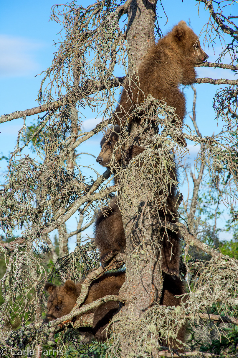 Grazer (128) cub(s)