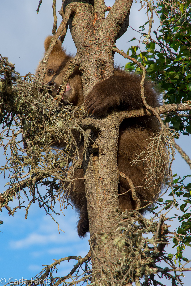 Grazer (128) cub(s)