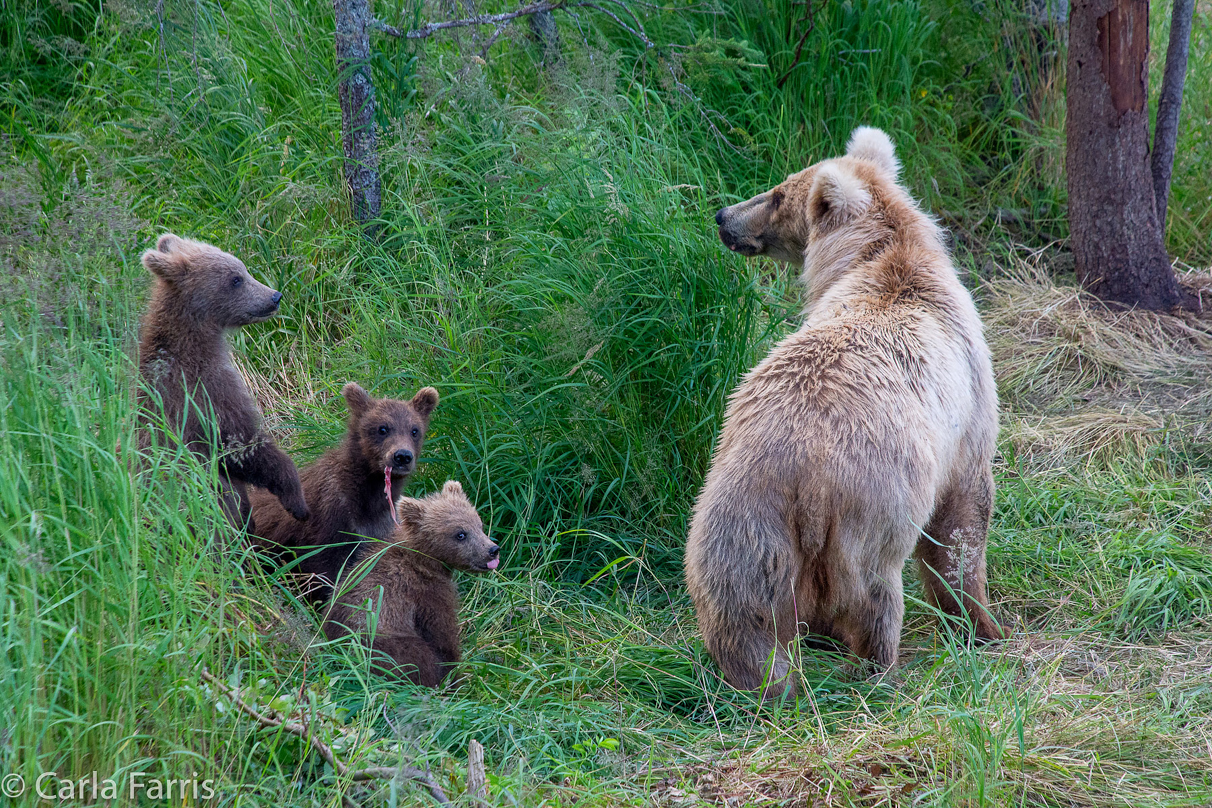 Grazer (128) & cubs