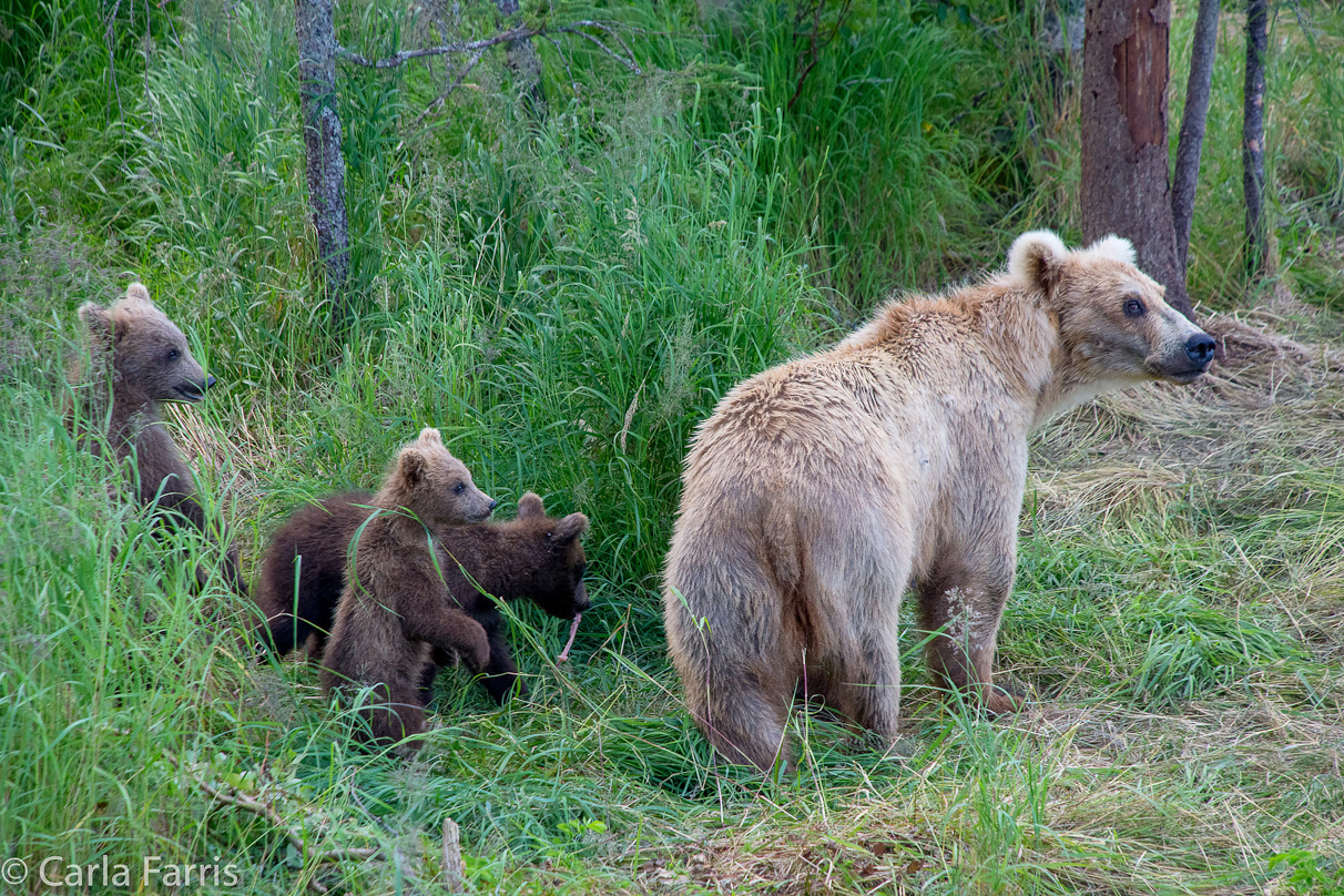 Grazer (128) & cubs