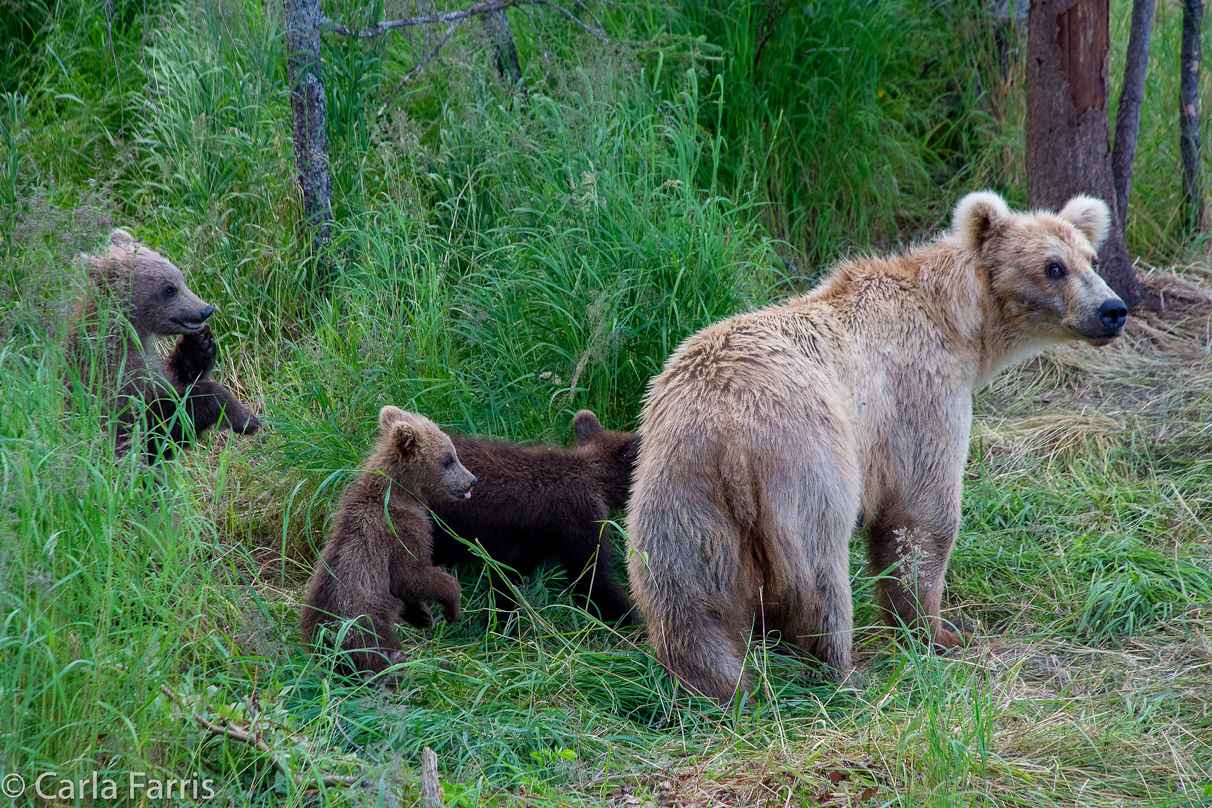 Grazer (128) & cubs