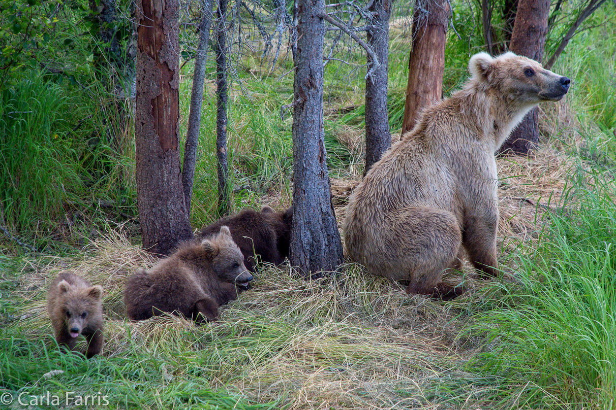 Grazer (128) & cubs